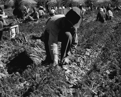 COVID-19, migrant workers, temporary workers, international students, Canada, farm workers, foreign workers